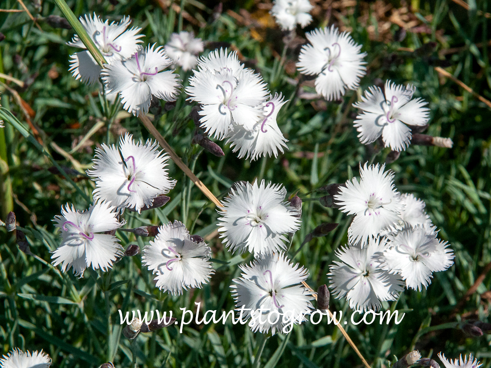 Greystone Dianthus (Dianthus gratianopolitanus)
 June 1